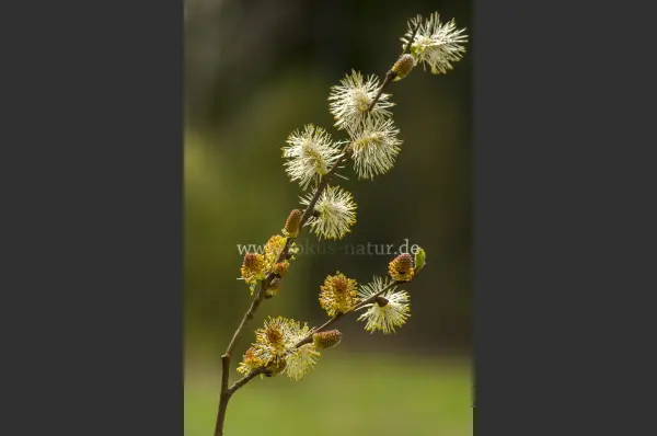 Fokus-Natur Bild