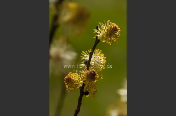 Fokus-Natur Bild