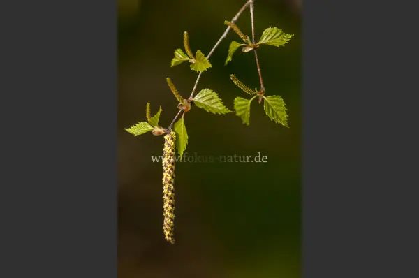 Fokus-Natur Bild