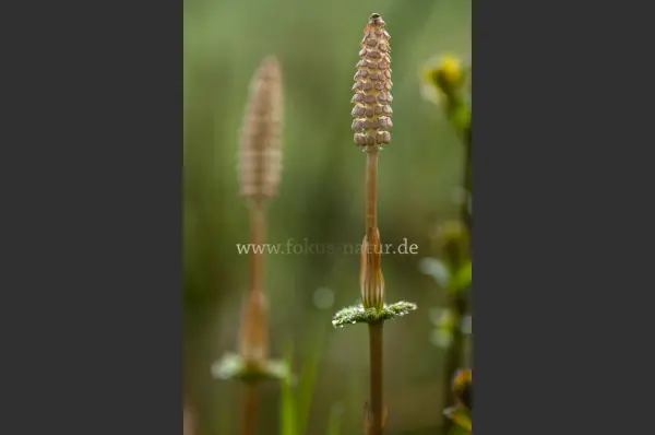 Fokus-Natur Bild