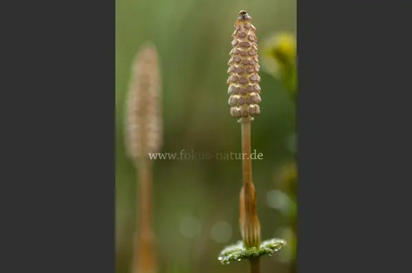 Fokus-Natur Bild