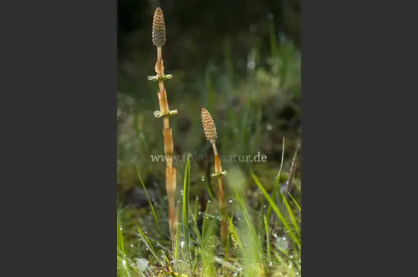 Fokus-Natur Bild