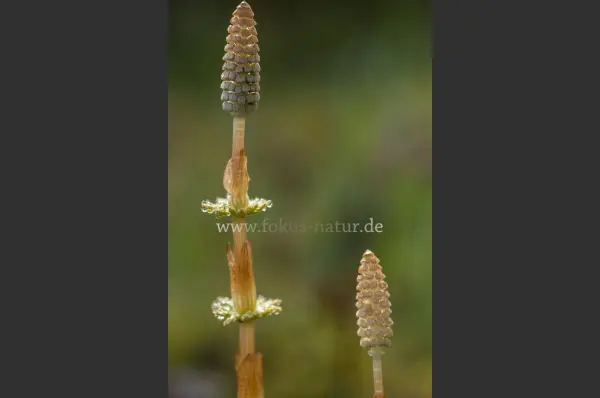 Fokus-Natur Bild