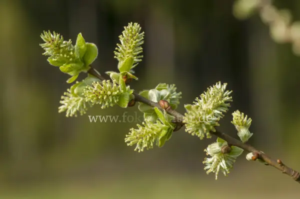 Fokus-Natur Bild
