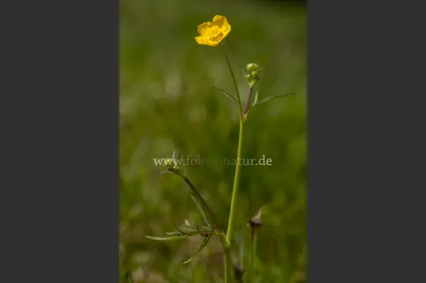 Fokus-Natur Bild