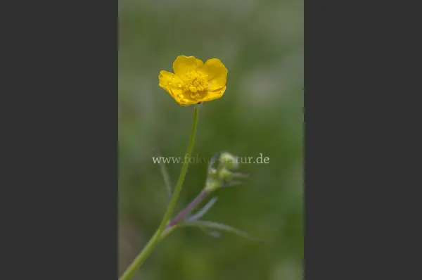Fokus-Natur Bild
