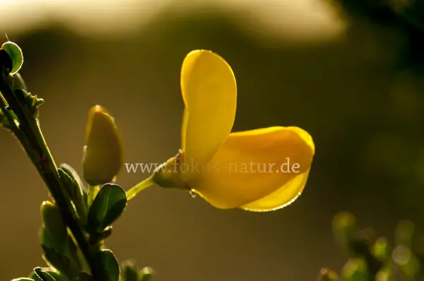 Fokus-Natur Bild