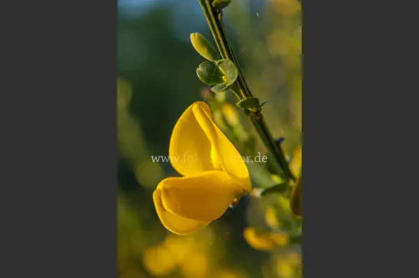 Fokus-Natur Bild