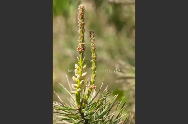 Fokus-Natur Bild