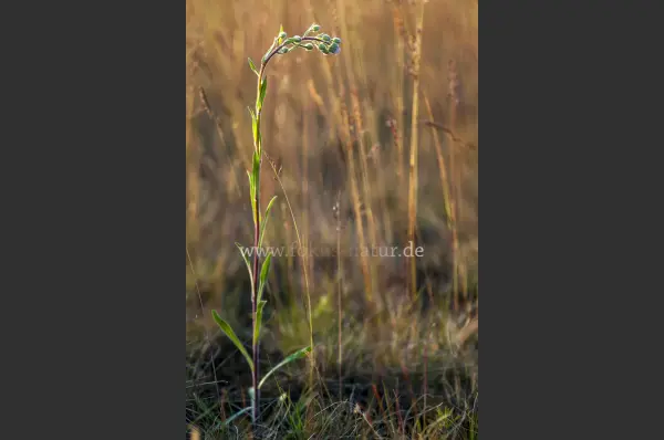 Fokus-Natur Bild