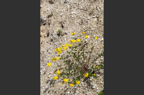 Fokus-Natur Bild