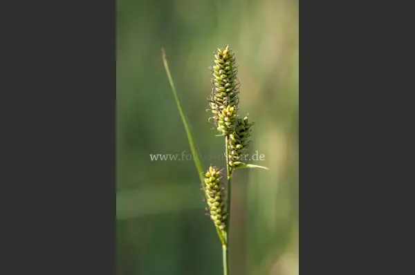 Fokus-Natur Bild