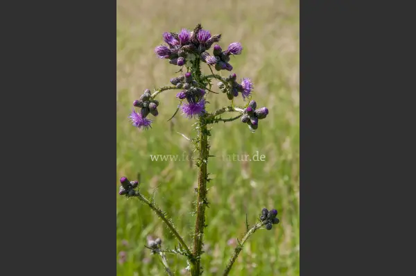 Fokus-Natur Bild