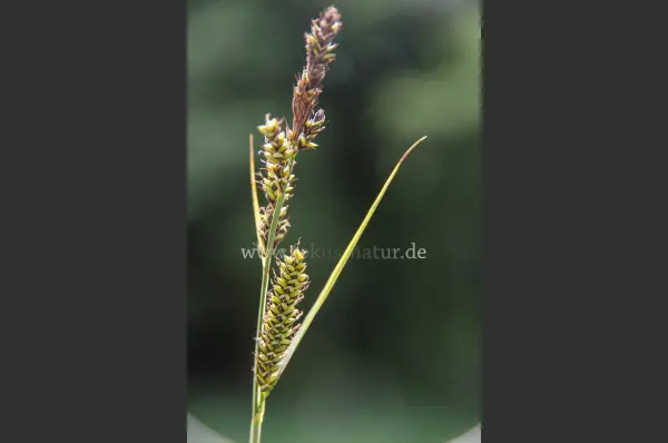 Fokus-Natur Bild
