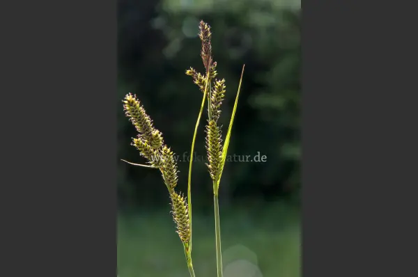 Fokus-Natur Bild