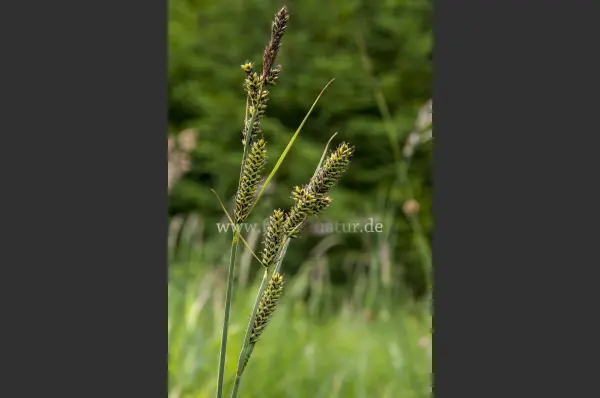 Fokus-Natur Bild
