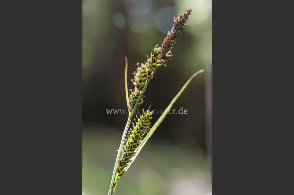 Fokus-Natur Bild