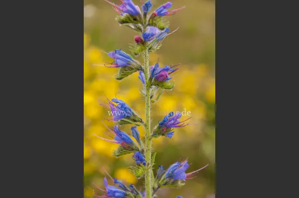 Fokus-Natur Bild