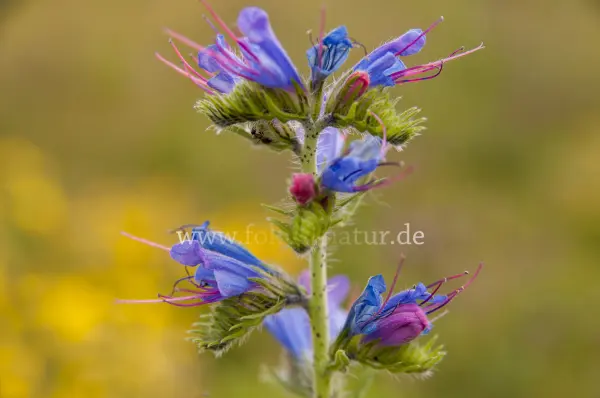 Fokus-Natur Bild