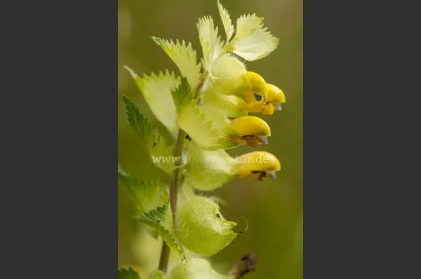 Fokus-Natur Bild