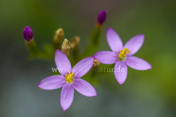 Fokus-Natur Bild