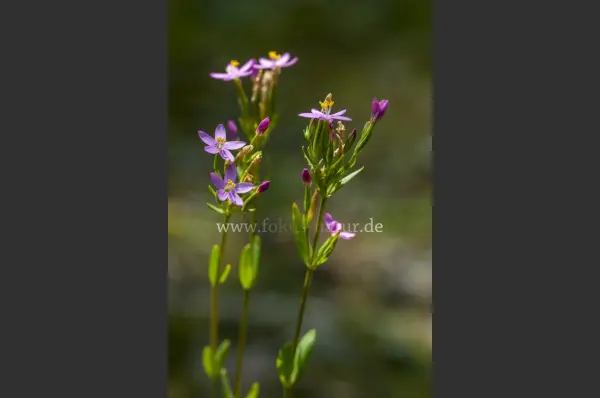 Fokus-Natur Bild