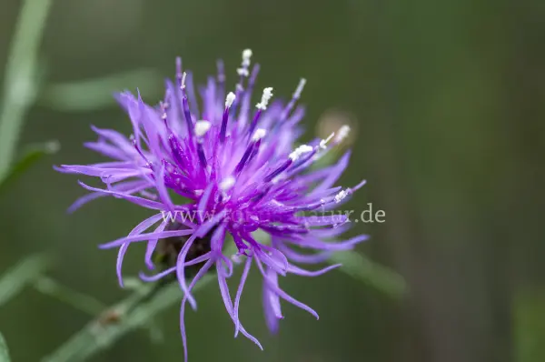 Fokus-Natur Bild