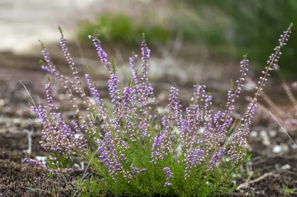 Fokus-Natur Bild