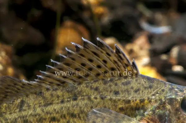 Fokus-Natur Bild