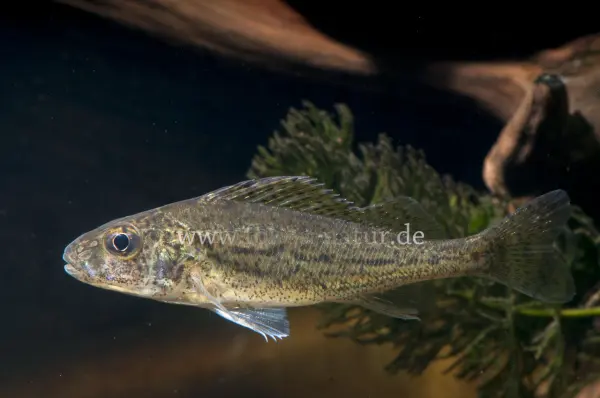 Fokus-Natur Bild