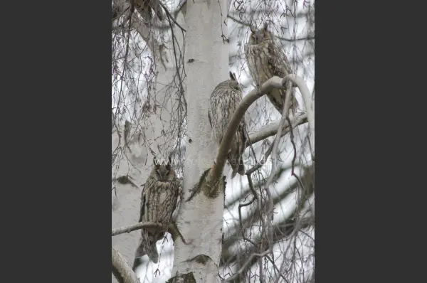 Fokus-Natur Bild