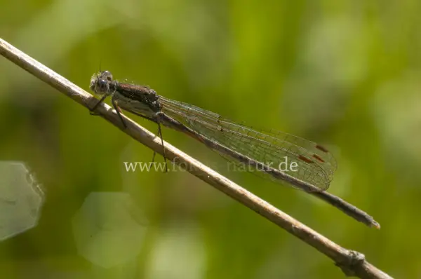 Fokus-Natur Bild