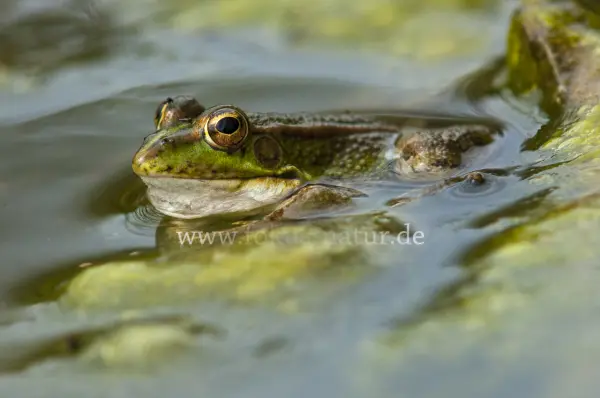 Fokus-Natur Bild