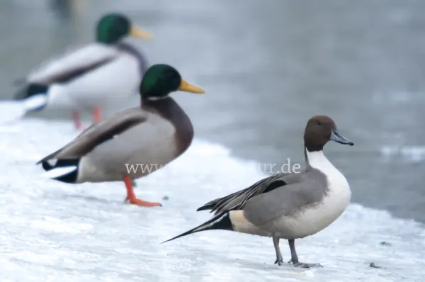Fokus-Natur Bild
