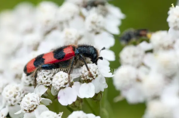 Fokus-Natur Bild