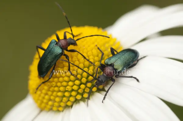Fokus-Natur Bild