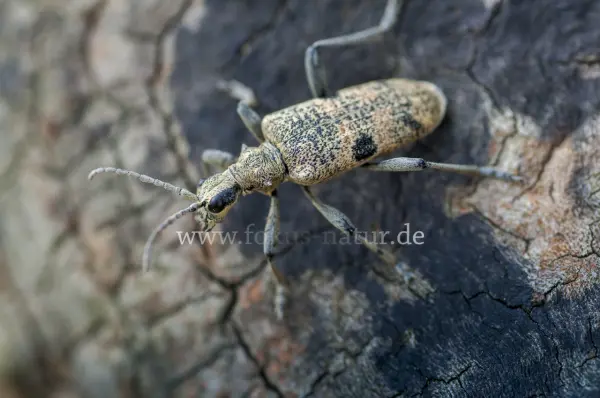 Fokus-Natur Bild