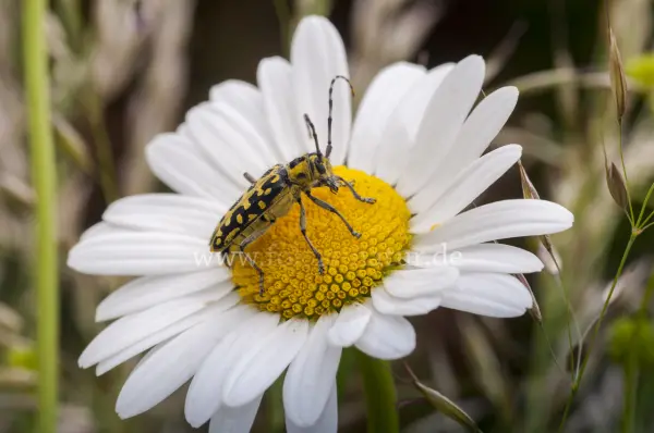 Fokus-Natur Bild