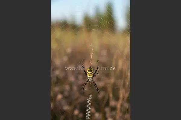 Fokus-Natur Bild