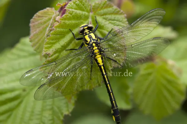 Fokus-Natur Bild