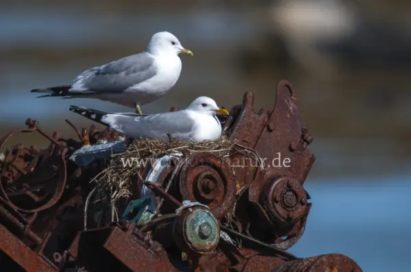 Fokus-Natur Bild