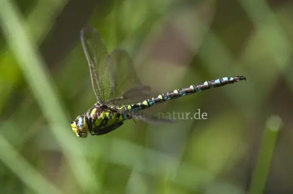 Fokus-Natur Bild