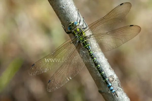 Fokus-Natur Bild