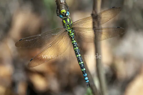 Fokus-Natur Bild