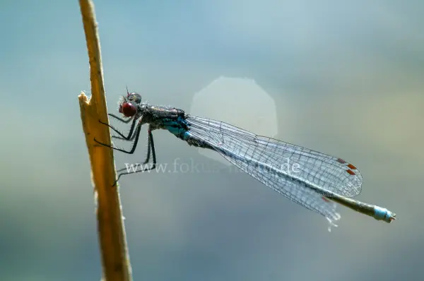 Fokus-Natur Bild