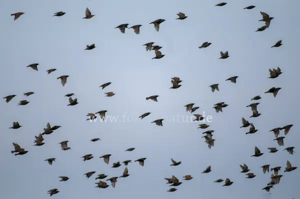 Fokus-Natur Bild