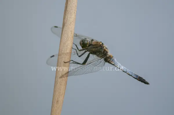 Fokus-Natur Bild