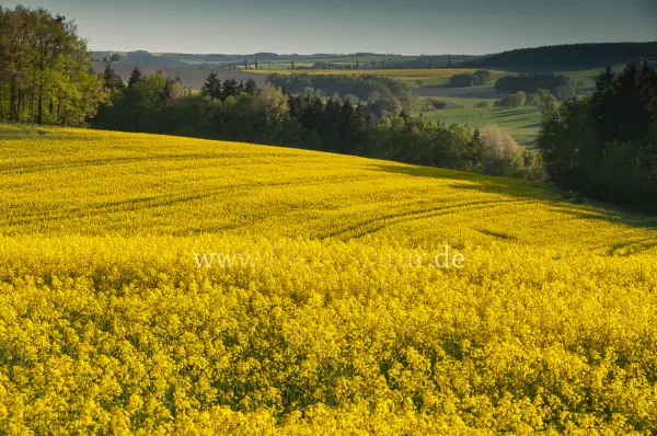 Fokus-Natur Bild