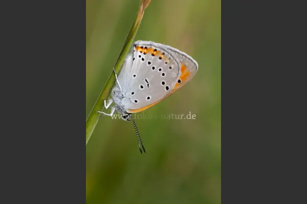 Fokus-Natur Bild