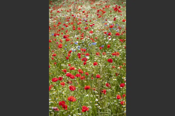 Fokus-Natur Bild